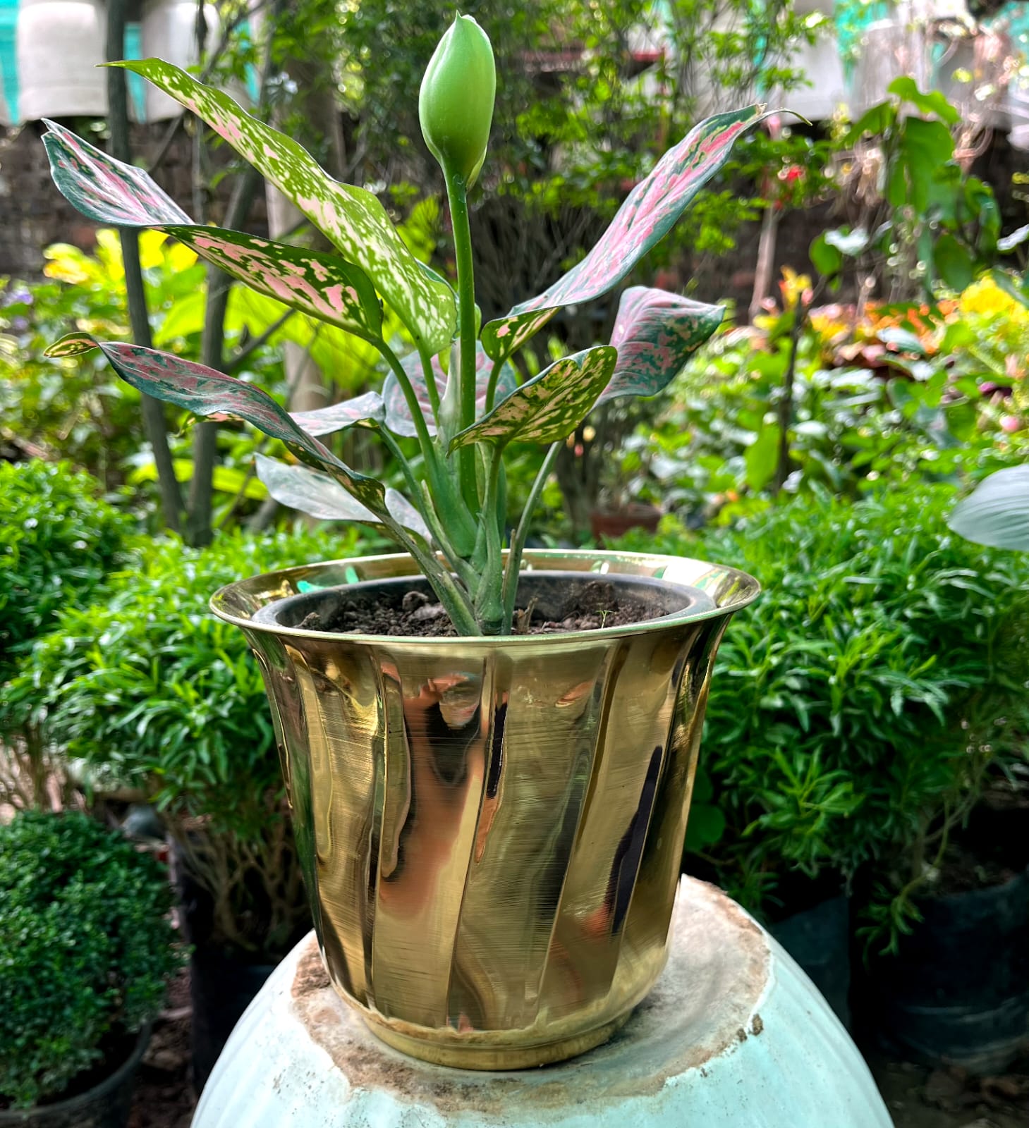 Brass Planters