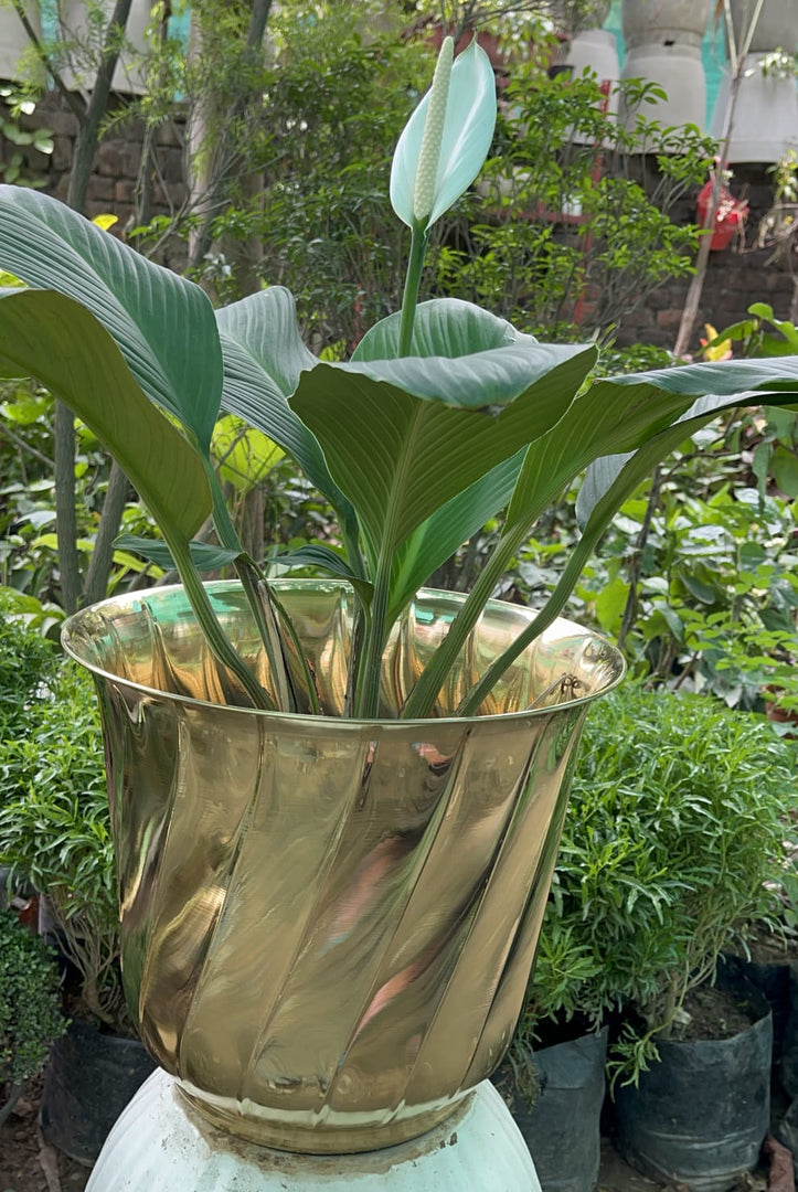 Brass planters / plant pots - Brass Globe -
