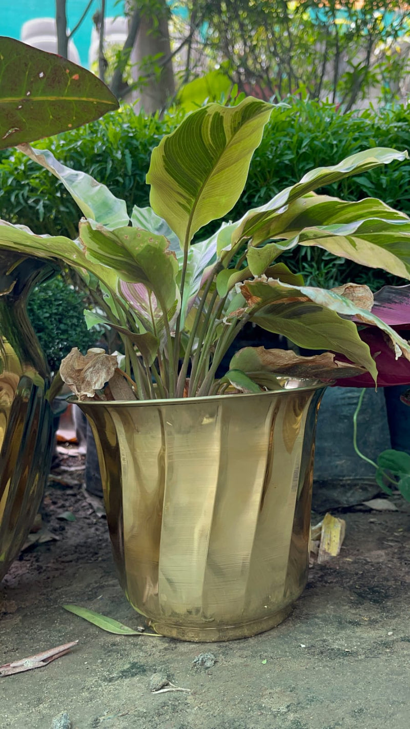 Barss Pot Brass Planters - Stylish Gloss Pots